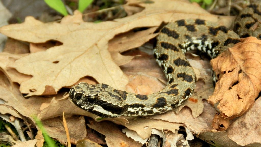 Orto Botanico Pietro Pellegrini sulle Alpi Apuane